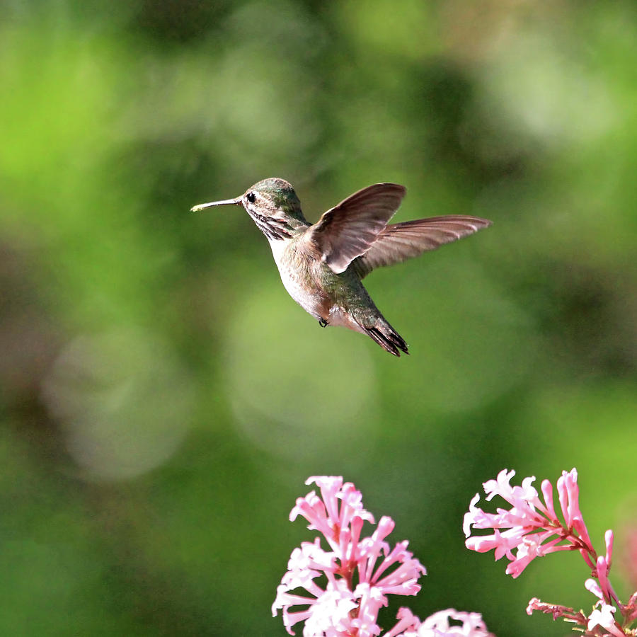 tweet southern hummingbird album zip